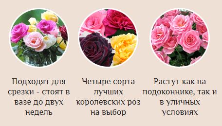 гибридные королевские розы купить в Уфе