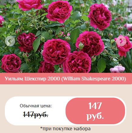 гибридные королевские розы купить в Великом Новгороде