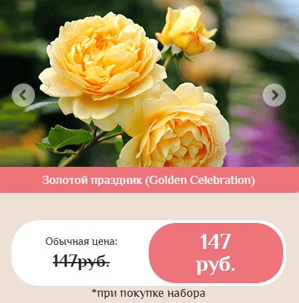Назначение гибридные королевские розы купить в Великом Новгороде