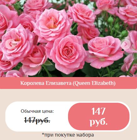 гибридные королевские розы купить в Йошкар-Оле