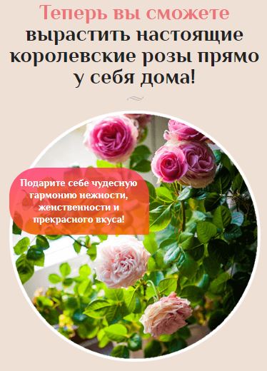 гибридные королевские розы купить в Стерлитамаке